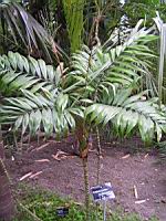 Chamaedorea Elegans (fam. Arecacees) (Mexique, Guatemala, Belize) (3) (Photo F. Mrugala)